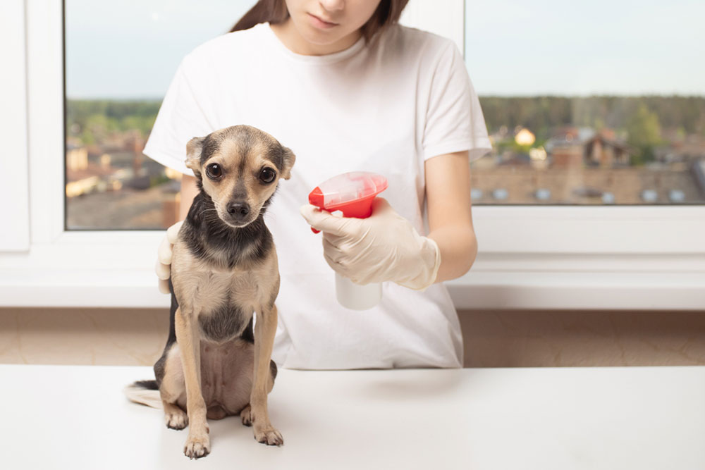 7 kitchen ingredients to effectively fight fleas on dogs